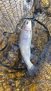 Rainbow Trout