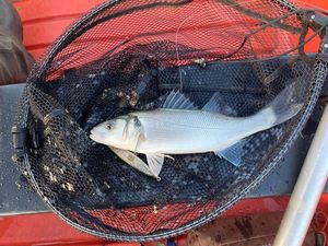 European Bass (Seabass)