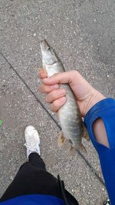 Northern Pike