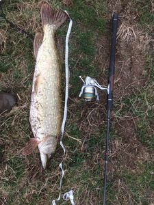 Northern Pike