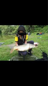 Common Carp