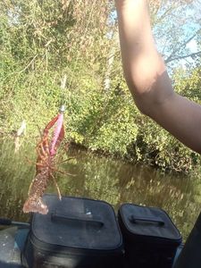 Red Swamp Crayfish