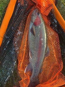 Rainbow Trout