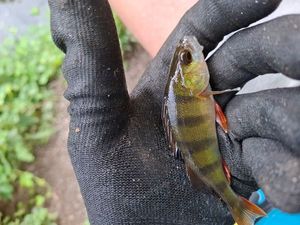 European Perch