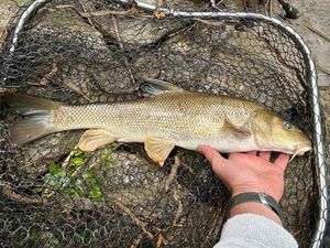 Barbel