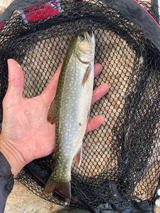 Brook Trout