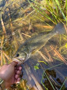 Largemouth Bass
