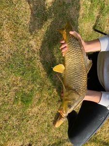Common Carp