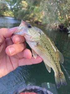 Largemouth Bass