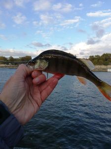 European Perch