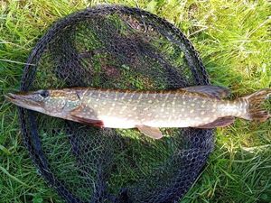 Northern Pike