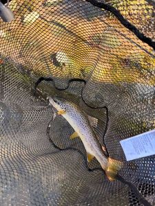 Brown Trout