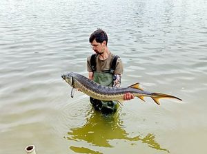 Sturgeon