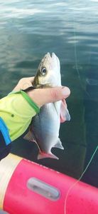 European Bass (Seabass)