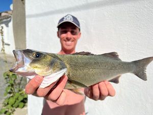European Bass (Seabass)