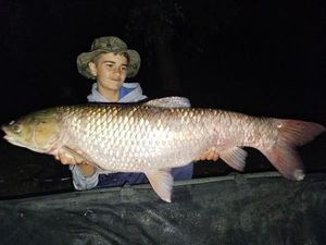 Grass Carp