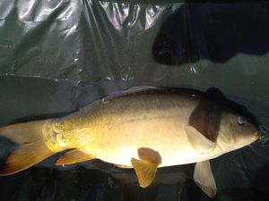 Mirror Carp