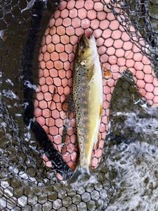 Brown Trout