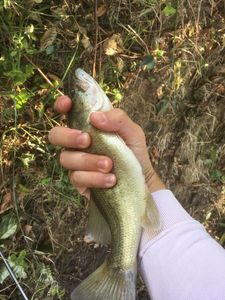 Largemouth Bass