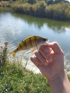 European Perch