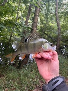 European Perch