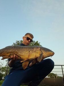 Common Carp