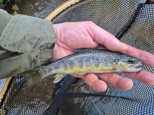 Brown Trout