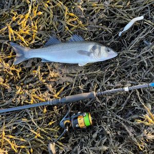 European Bass (Seabass)