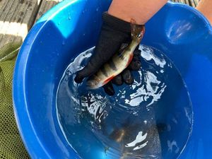 European Perch