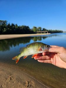 European Perch