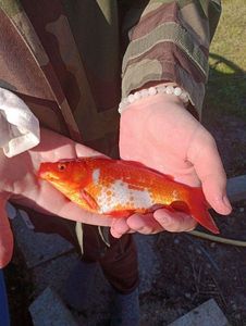African Red Snapper