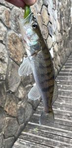 Zander
