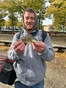 European Perch