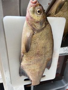 Common Bream