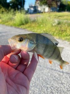 European Perch