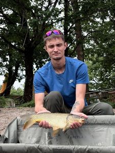 Common Carp