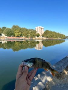 European Perch