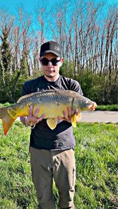 Common Carp