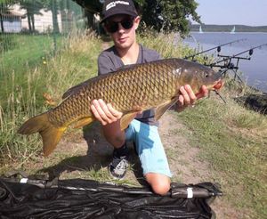 Common Carp