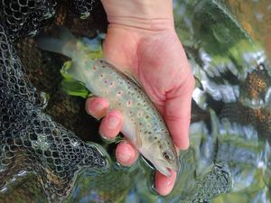 Brown Trout