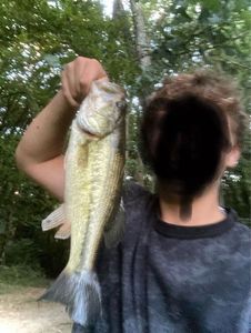 Largemouth Bass