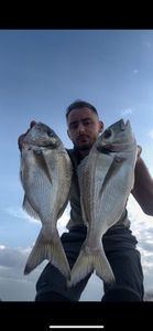Gilthead Seabream