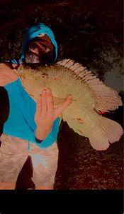 Nile Tilapia