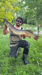 Northern Pike