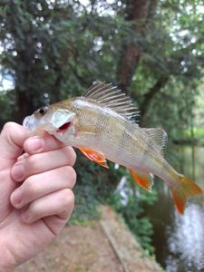 European Perch