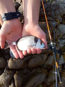 Common Two-banded Seabream