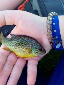 Green Sunfish