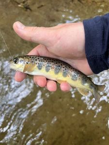 Atlantic Salmon (Juvenile)