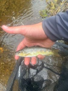 Brown Trout