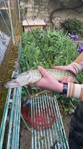 Northern Pike